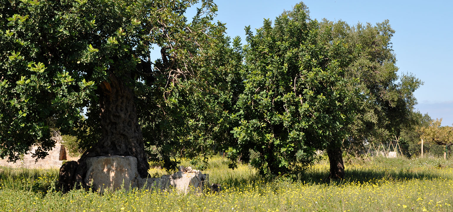 puglia-verde-natura-agriturismi